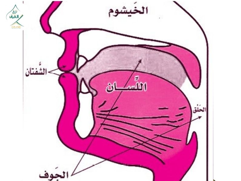 تلقي القرآن - أهمية تعلم مخارج الحروف والصفات في قراءة القرآن الكريم أهمية تعلم مخارج الحروف والصفات في قراءة القرآن الكريم